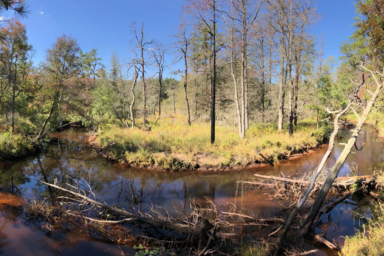 A tea-coloured river bending through pine forest in the Pine Barrens