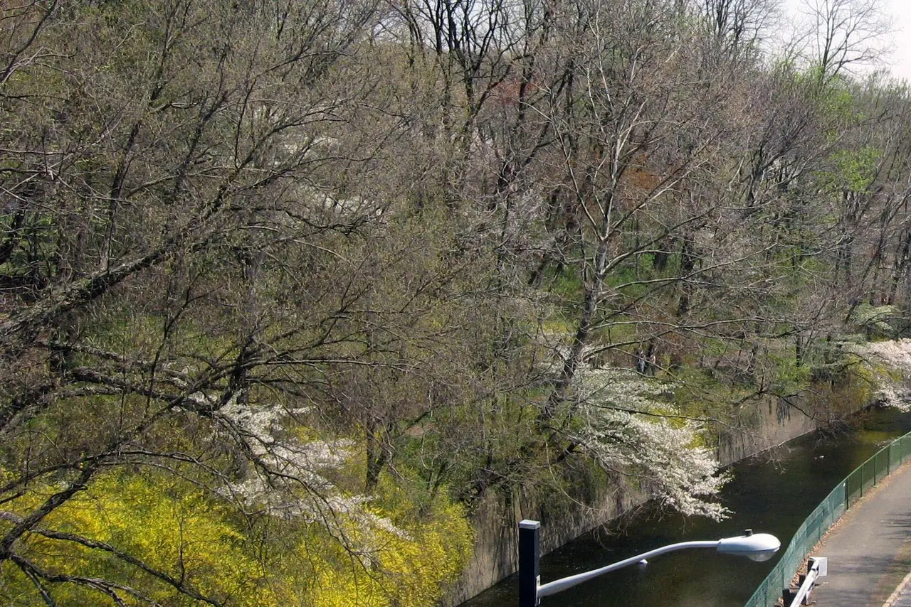 Second River in Branch Brook Park in spring, lined with flowering cherry trees and forsythia