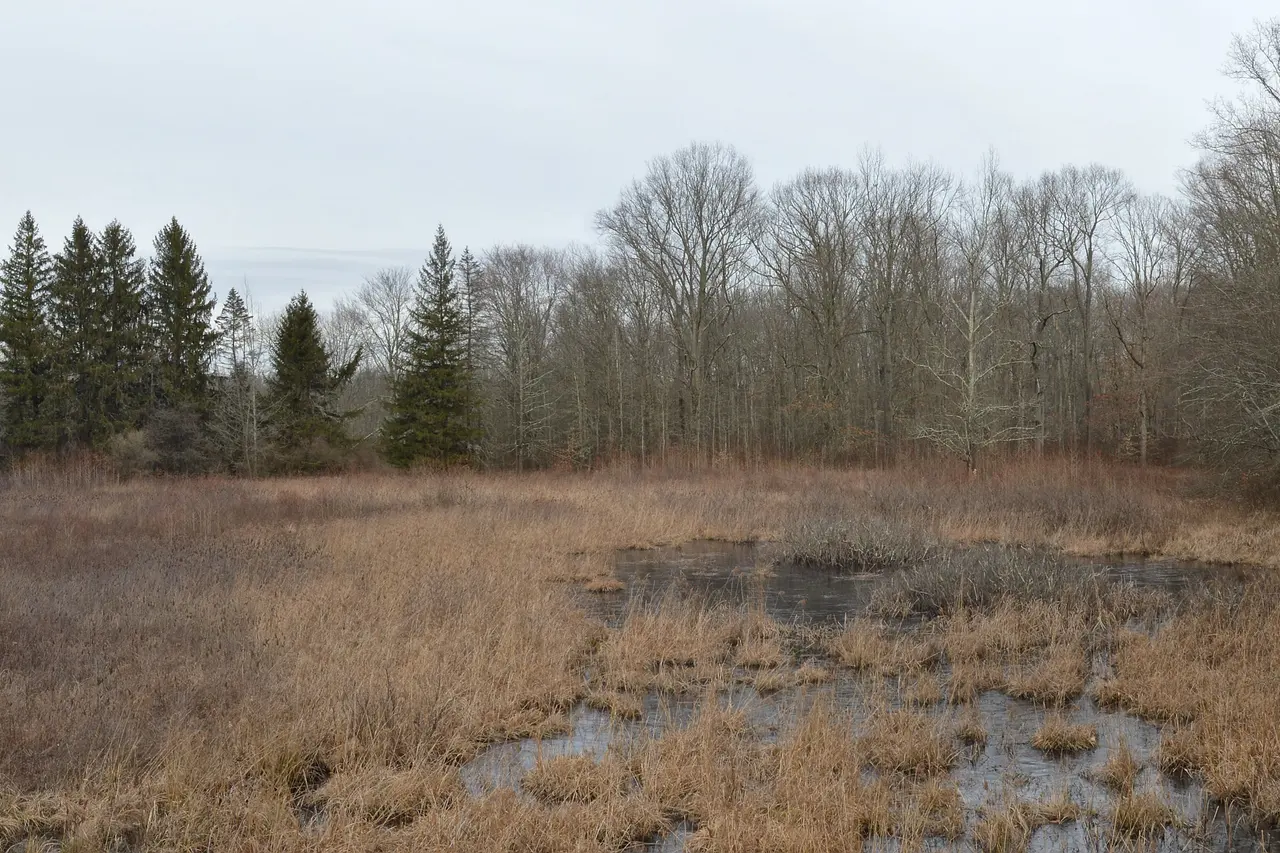 Wetland meadow and evergreens in the Great Swamp National Wildlife Refuge in winter