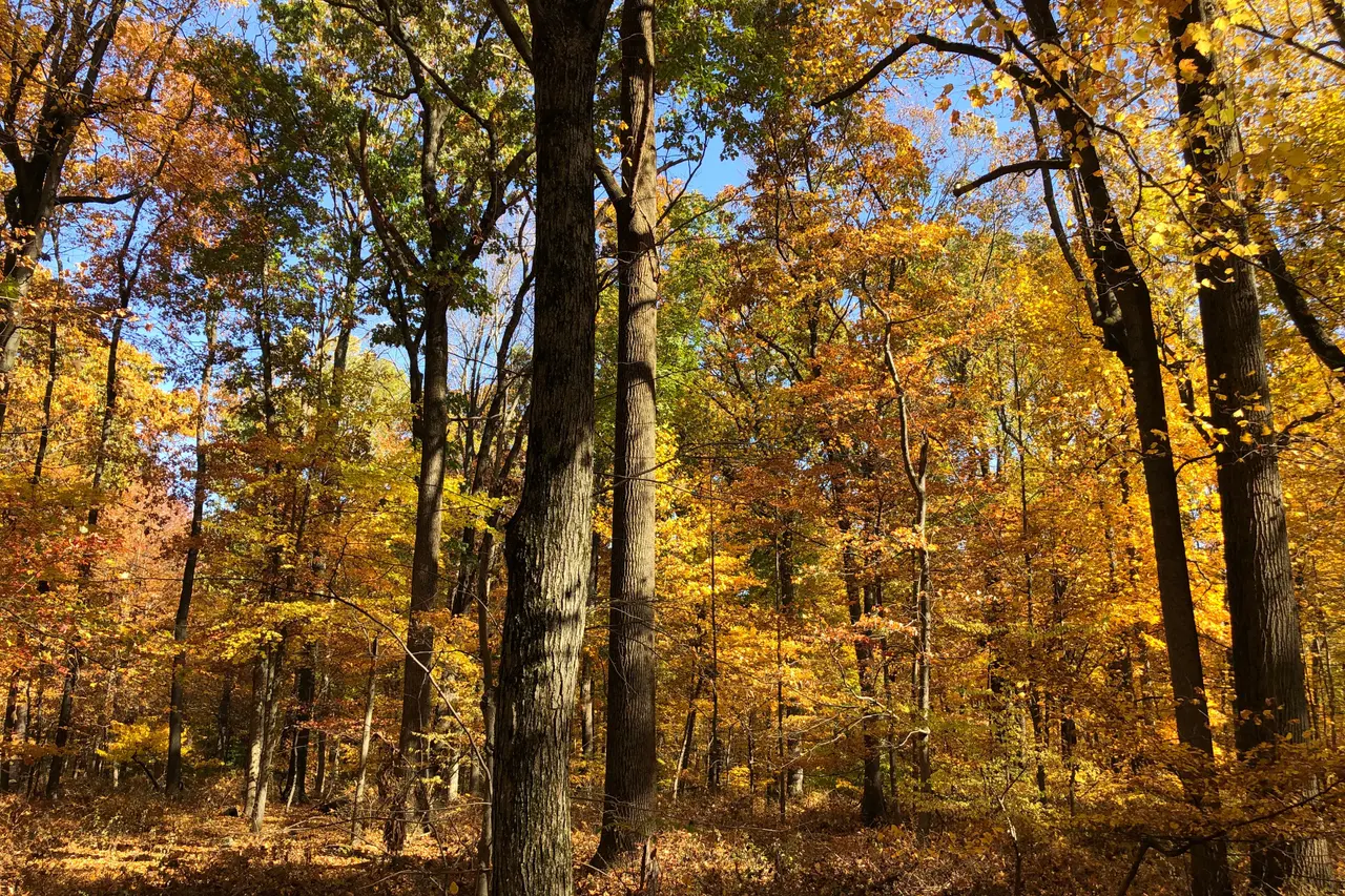 Autumn forest of tall oaks and maples on Sourland Mountain