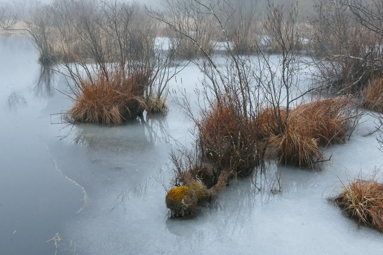Grass tussocks and shrubs in a frozen creek in Wawayanda State Park on a foggy day