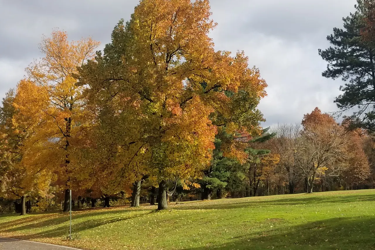 A large maple in autumn colour on a lawn in the Watchung Reservation